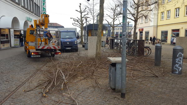 Baumpflegemaßnahmen in der Turmstraße