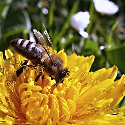 Biene auf einer Blume