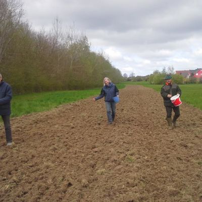 Am Rande des Brodaer Holzes entsteht ein bienenfreundlicher Gr�nzug