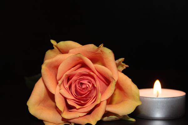 Rose / Kerzenschein
