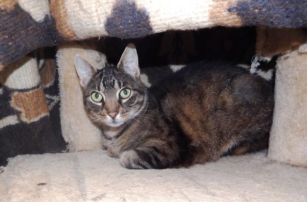 Katze Holly