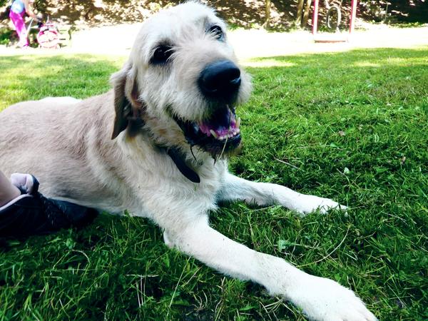 Hund Caspar