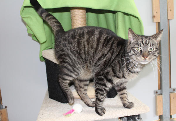 Kater Emil