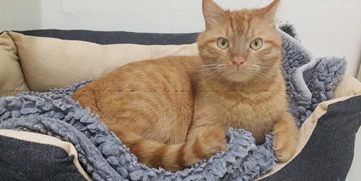 Kater James