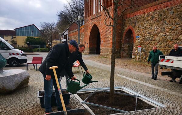 Gemeinsam mit Spender Gernot Kunzemann hat Oberbürgermeister Silvio Witt den neuen Baum auf dem Platz am Treptower Tor offiziell gepflanzt.