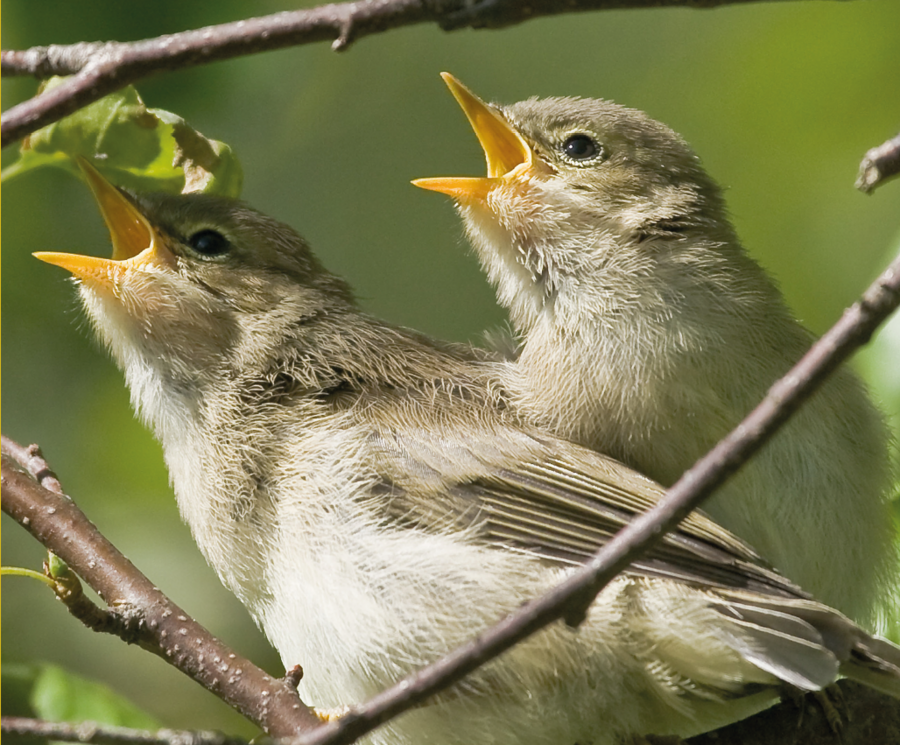 Fr&uuml;hlingssingen 2026