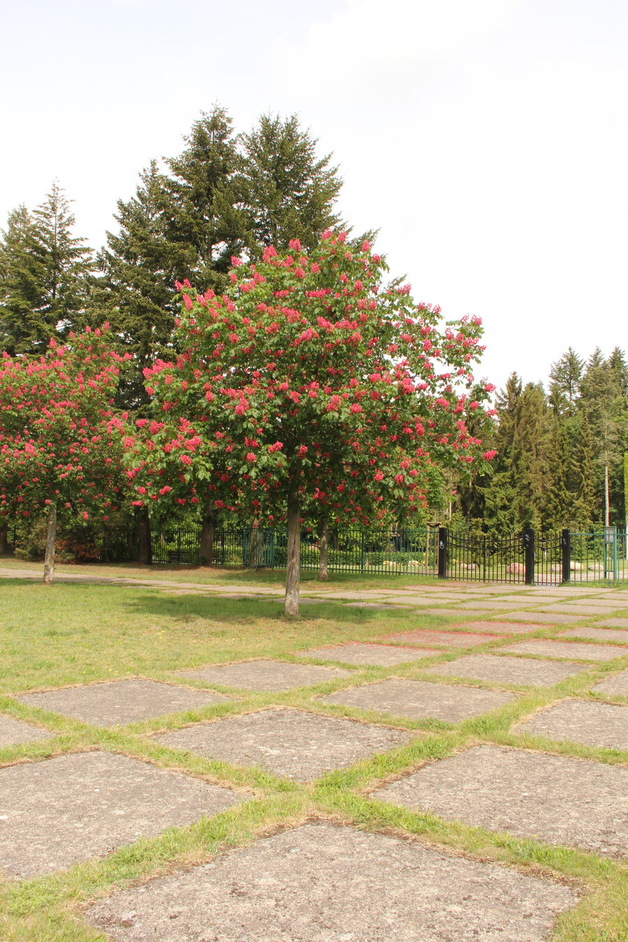 Neuer Friedhof